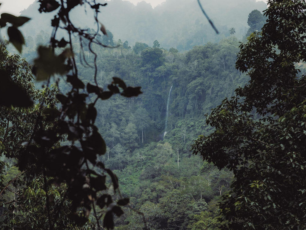 Forest view with trees and mountains in the background
